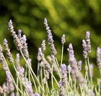 Rustique Lavender Farm - Tweed Heads Accommodation