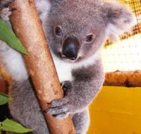 Cooberrie Park Wildlife Sanctuary - Tweed Heads Accommodation