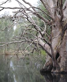 Wonga Wetlands - Tweed Heads Accommodation 3