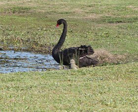 Wonga Wetlands - Tweed Heads Accommodation 6