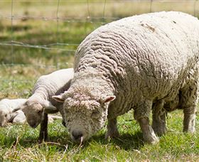 Short Sheep Micro-Winery - Tweed Heads Accommodation 6
