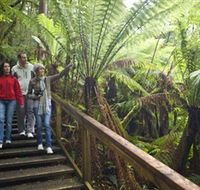 Otway Fly Treetop Adventures - Tweed Heads Accommodation