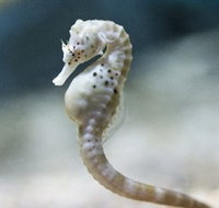 SEA LIFE Melbourne Aquarium - Tweed Heads Accommodation