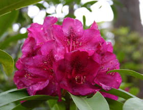 Campbell Rhododendron Gardens - Tweed Heads Accommodation 0