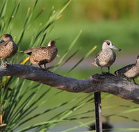 Jerrabomberra Wetlands - Tweed Heads Accommodation