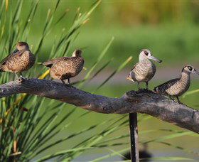 Jerrabomberra Wetlands - Tweed Heads Accommodation 0