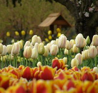 Tulip Top Gardens - Tweed Heads Accommodation