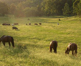 Chapman Valley Horse Riding - Tweed Heads Accommodation 4