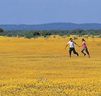 Wildflowers of the Mid West - Tweed Heads Accommodation