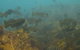 Bunurong Marine And Coastal Park - thumb 0