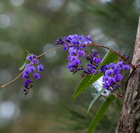 Mann River Nature Reserve - Tweed Heads Accommodation
