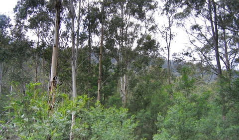 Bangadilly National Park - Tweed Heads Accommodation 1