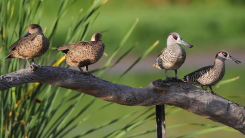 Jerrabomberra Wetlands - Tweed Heads Accommodation 2