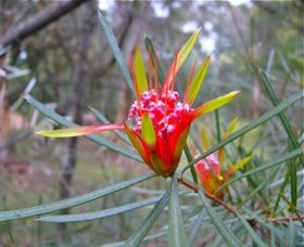 Glenbrook Native Plant Reserve And Nursery - Tweed Heads Accommodation 0