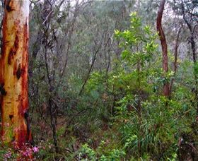 Glenbrook Native Plant Reserve And Nursery - Tweed Heads Accommodation 2