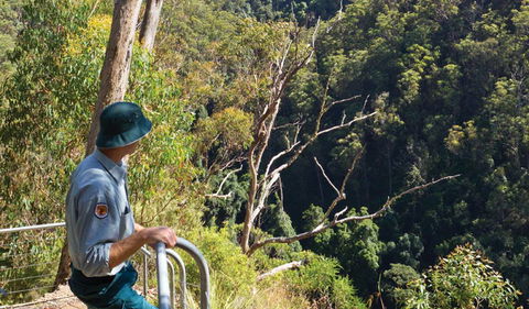 Lyrebird Falls Walking Track - Tweed Heads Accommodation 1