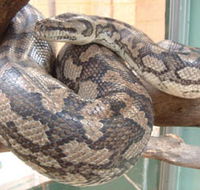 Armadale Reptile Centre - Tweed Heads Accommodation