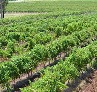 Pokolbin Brothers Wines Hunter Valley - Tweed Heads Accommodation