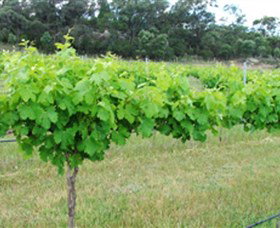 Tamburlaine Organic Wines - Tweed Heads Accommodation 1