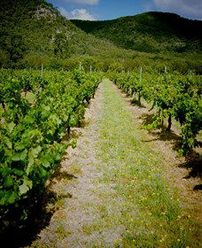 Gartelmann Wines - Tweed Heads Accommodation 0
