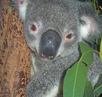Hunter Valley Zoo - Tweed Heads Accommodation