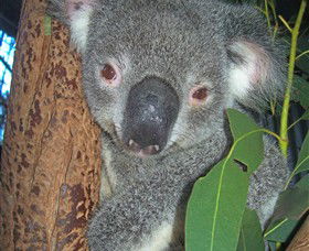 Hunter Valley Zoo - Tweed Heads Accommodation 0