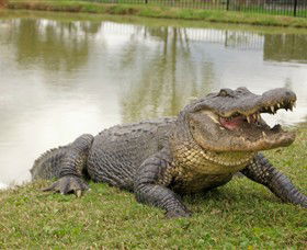 Hunter Valley Zoo - Tweed Heads Accommodation 1