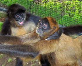Hunter Valley Zoo - Tweed Heads Accommodation 5