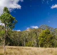 Brush Turkey track - Tweed Heads Accommodation