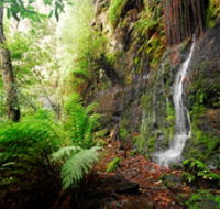 Fairy Bower Falls - Tweed Heads Accommodation