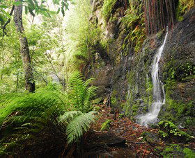 Fairy Bower Falls - Tweed Heads Accommodation 2