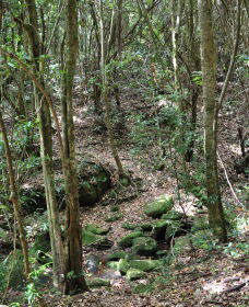 State Forests Of The Watagan Mountains - Tweed Heads Accommodation 2