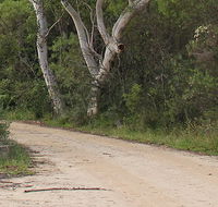 Riverview walking track - Tweed Heads Accommodation