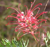 Wirrimbirra Sanctuary - Tweed Heads Accommodation
