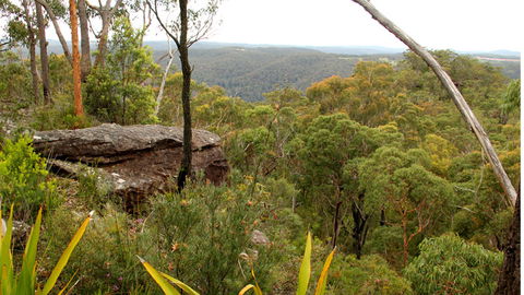 Popran National Park - Tweed Heads Accommodation 3