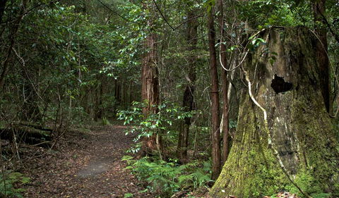 Jerusalem Creek Trail - Tweed Heads Accommodation 1