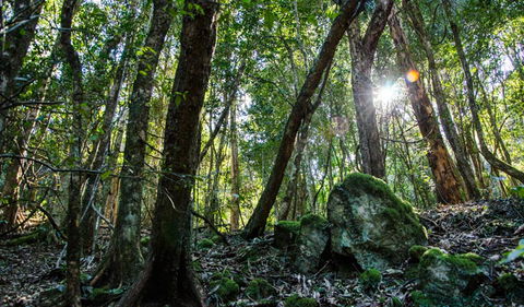 Hidden Treasure Track - Tweed Heads Accommodation 1