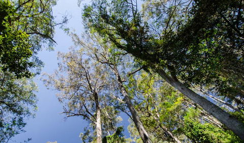 Hidden Treasure Track - Tweed Heads Accommodation 3