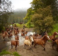 Glenworth Valley Horse Riding - Tweed Heads Accommodation