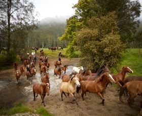 Glenworth Valley Horse Riding - Tweed Heads Accommodation 0