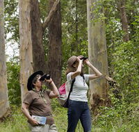 Chichester State Forest - Tweed Heads Accommodation