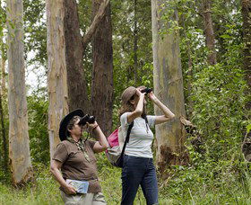 Chichester State Forest - Tweed Heads Accommodation 0