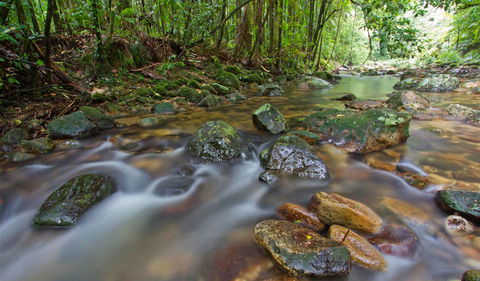 Toonumbar National Park - Tweed Heads Accommodation 1