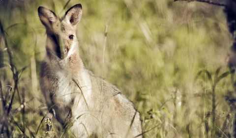 Richmond Range National Park - Tweed Heads Accommodation 1