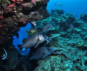 Maori Wrasse Bommie Dive Site - Tweed Heads Accommodation 1