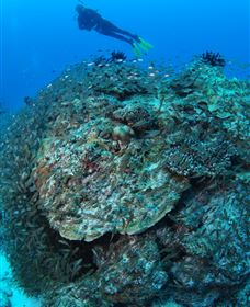 Maori Wrasse Bommie Dive Site - Tweed Heads Accommodation 2