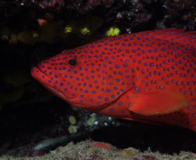 Maori Wrasse Bommie Dive Site - Tweed Heads Accommodation 0