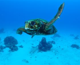 Maori Wrasse Bommie Dive Site - Tweed Heads Accommodation 3