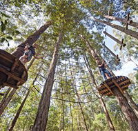 TreeTop Adventure Park Central Coast - Tweed Heads Accommodation