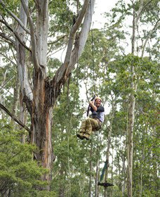 TreeTop Adventure Park Central Coast - Tweed Heads Accommodation 2